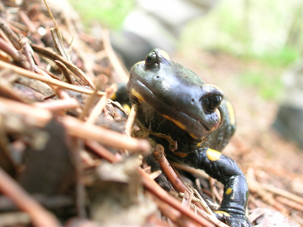 21.04.2008 - Feuersalamander