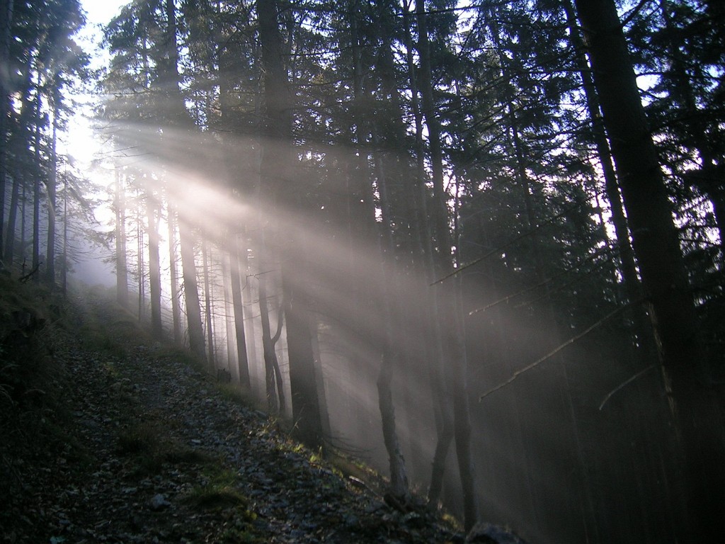 28.04.2008 - Morgennebel am Reisstalersteig