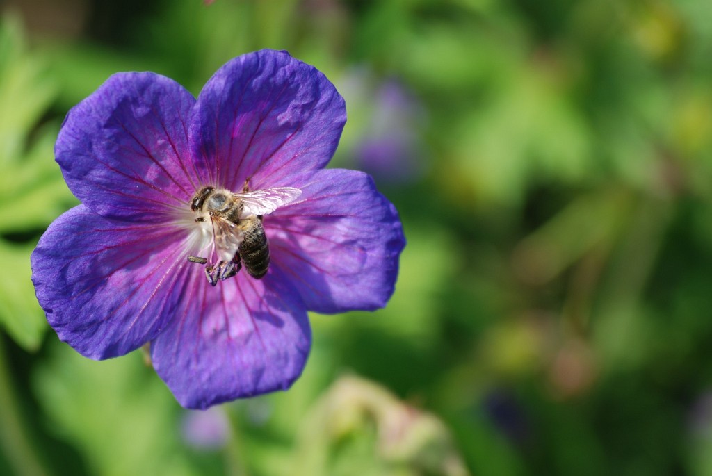 24.05.2008 - Bienenhunger