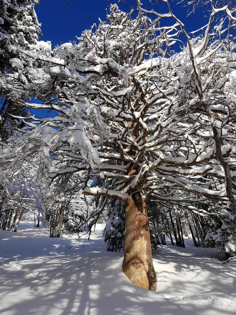 26.12.2018 - Winter auf der Wildalpe