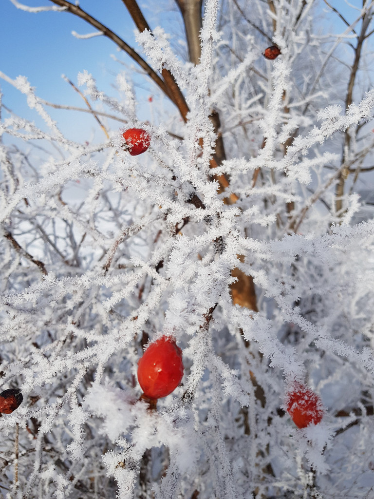 20.12.2020 - Was vom Nebel blieb