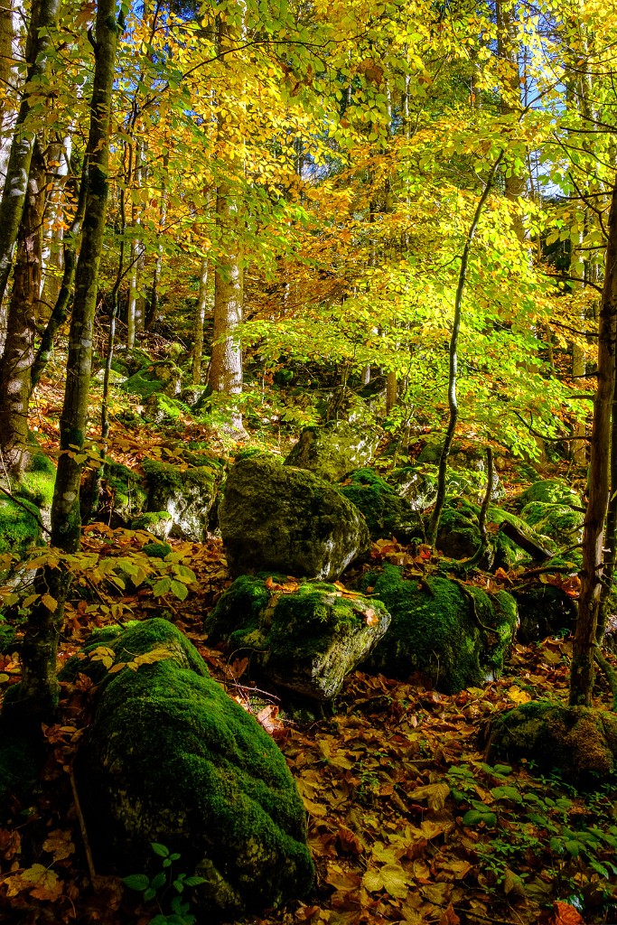 28.10.2023 - Herbstwald