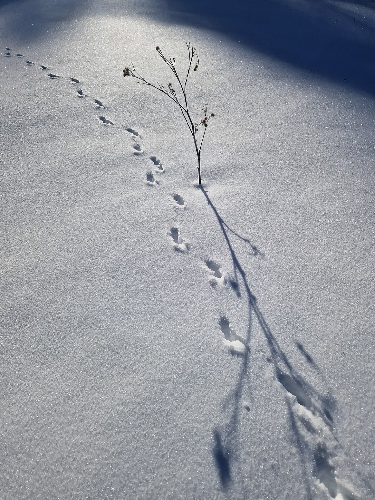 13.01.2024 - Spuren im Schnee